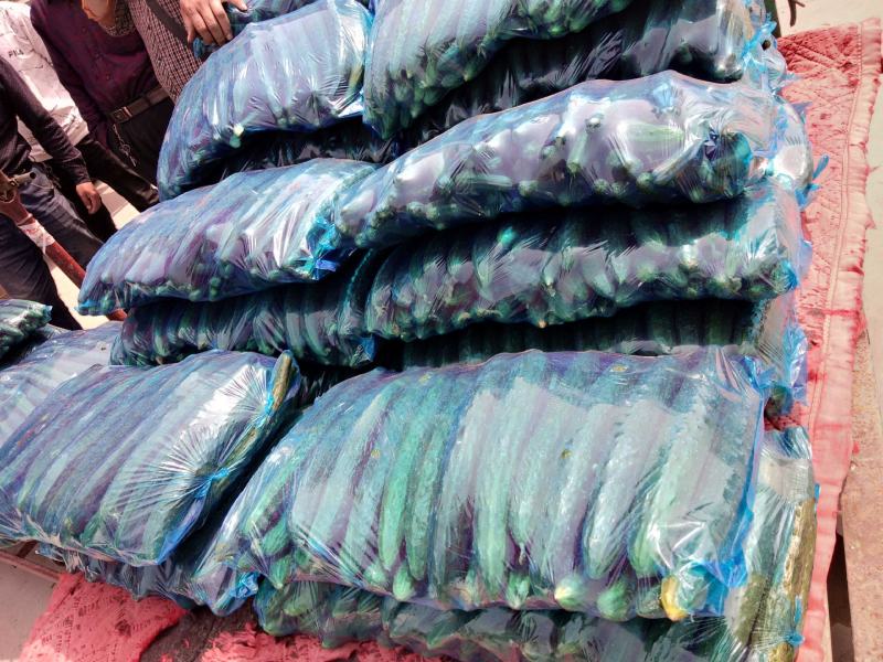 河北黄瓜，本地长年供应各种精品蔬菜