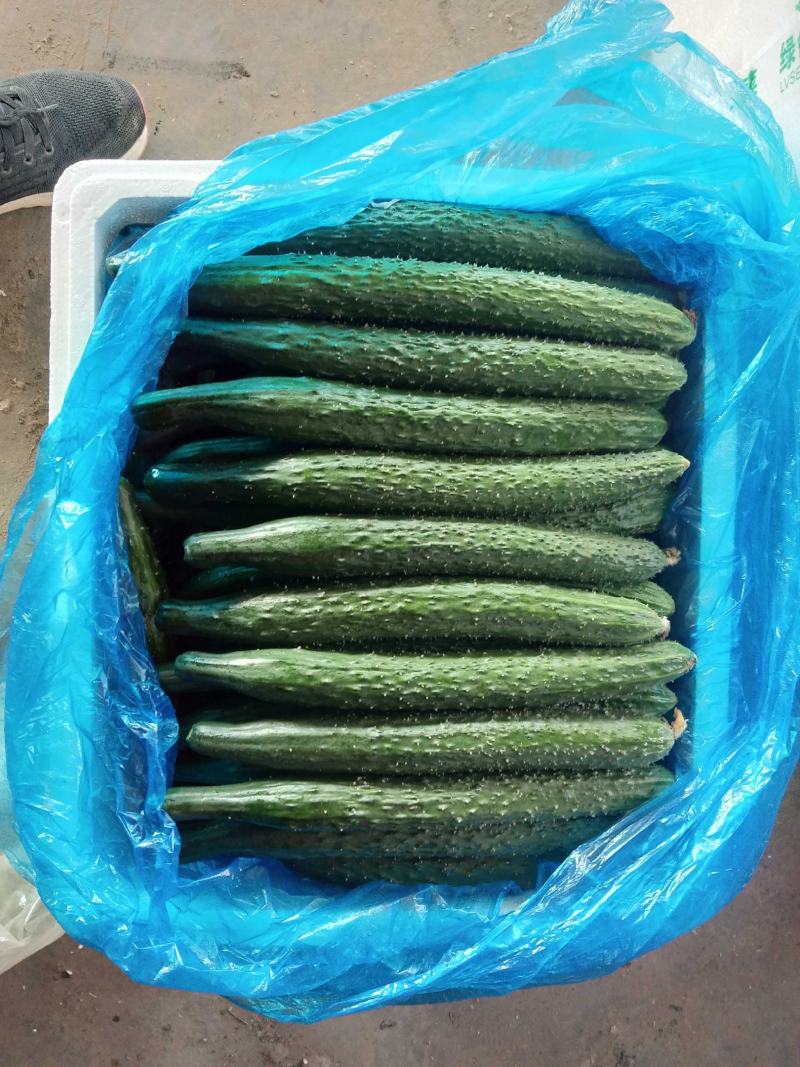 河北黄瓜，本地长年供应各种精品蔬菜