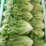 河北意大利生菜，本地长年供应各种精品蔬菜