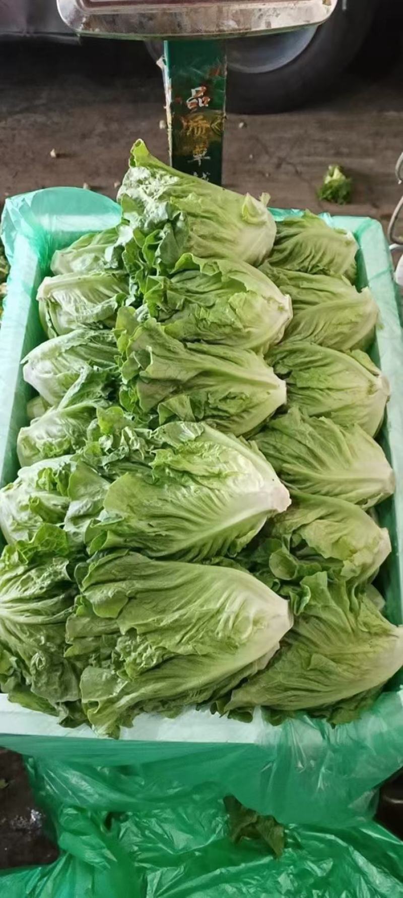 河北意大利生菜，本地长年供应各种精品蔬菜