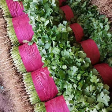河北香菜，本地长年供应各种精品蔬菜