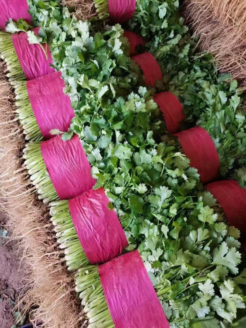 河北香菜，本地长年供应各种精品蔬菜