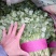 河北香菜，本地长年供应各种精品蔬菜