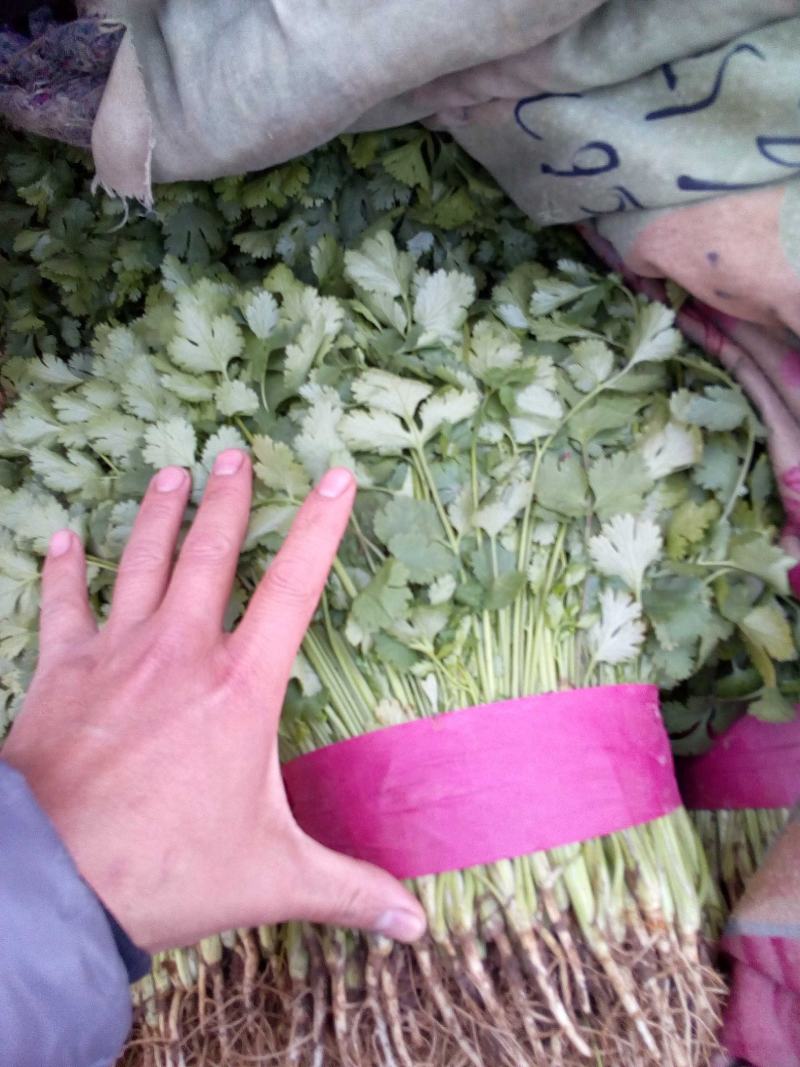 河北香菜，本地长年供应各种精品蔬菜