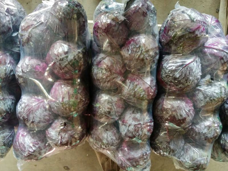 河北紫甘蓝本地长年供应各种精品蔬菜