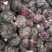 河北紫甘蓝本地长年供应各种精品蔬菜