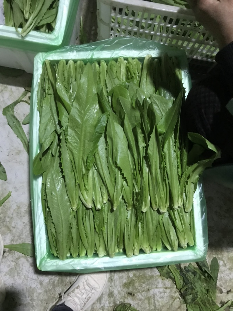 奶白菜小白菜油菜油麦菜生菜，叶类蔬菜基地