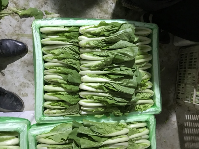 奶白菜小白菜油菜油麦菜生菜，叶类蔬菜基地