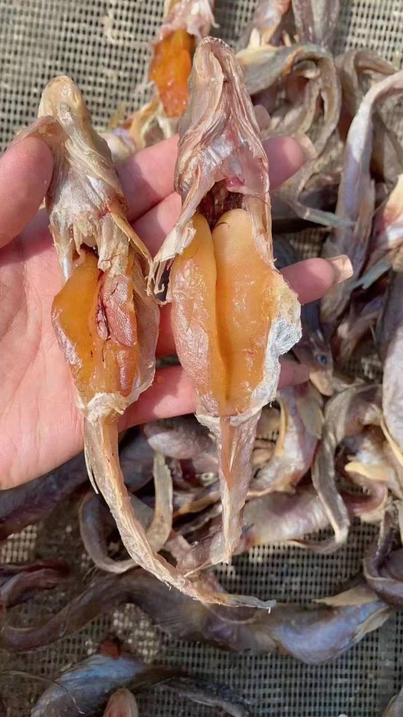 带籽油光鱼，2023年的新货，煎炸蒸炖都好吃