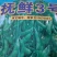 大荚翠绿宝，绿宝石毛豆种子有早中晚熟品种