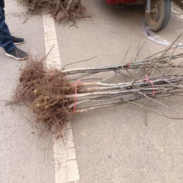 山东核桃树苗大量低价各种规格核桃树苗三公分4公分的五