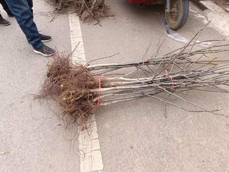 山东核桃树苗大量低价各种规格核桃树苗三公分4公分的五