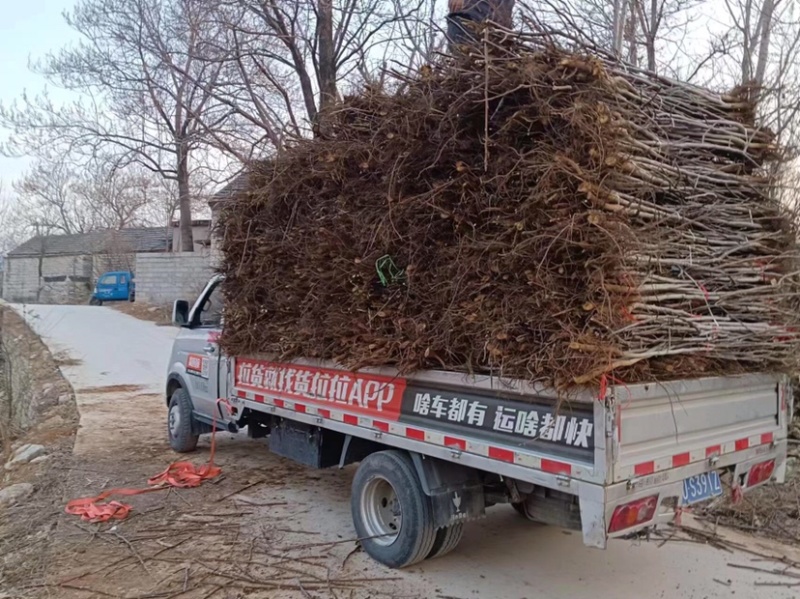 山东核桃树苗大量低价各种规格核桃树苗三公分4公分的五