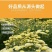 菊花胎菊250g正宗桐乡菊花茶500g菊花茶散装