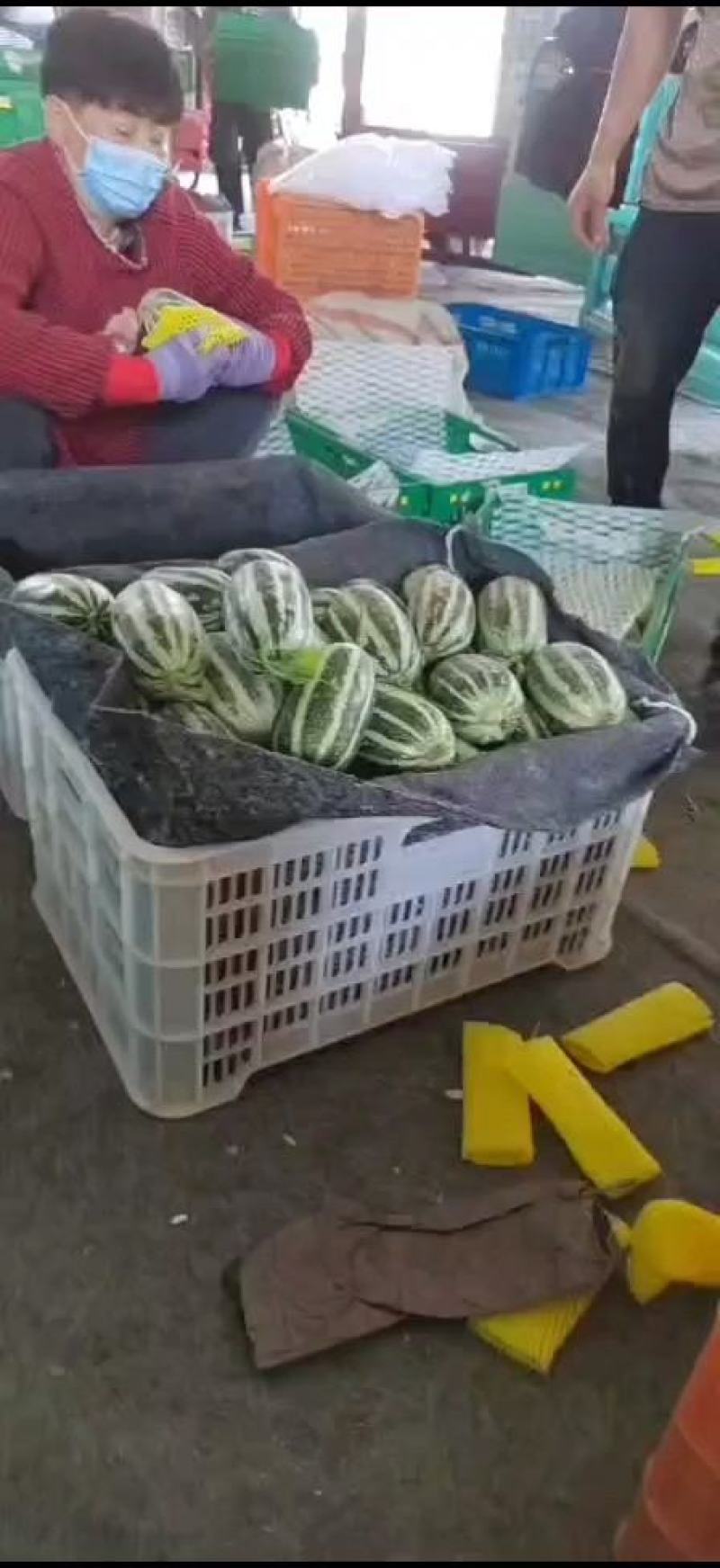 博洋9号甜瓜皮薄脆甜可口货源充足对接全国