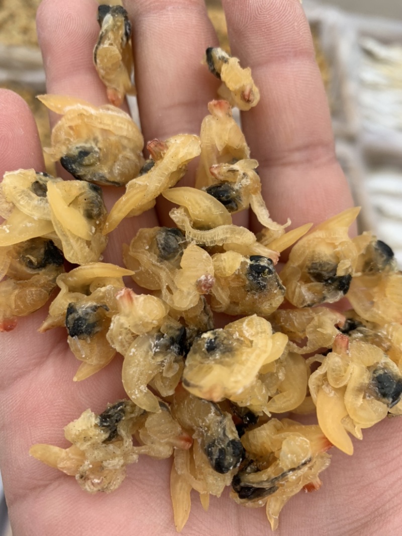 花甲肉，高品质，适合摆地摊，赶大集，易保存