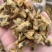 花甲肉，高品质，适合摆地摊，赶大集，易保存