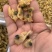 花甲肉，高品质，适合摆地摊，赶大集，易保存