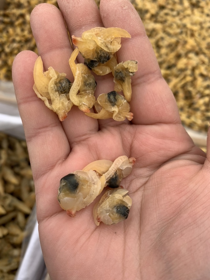 花甲肉，高品质，适合摆地摊，赶大集，易保存