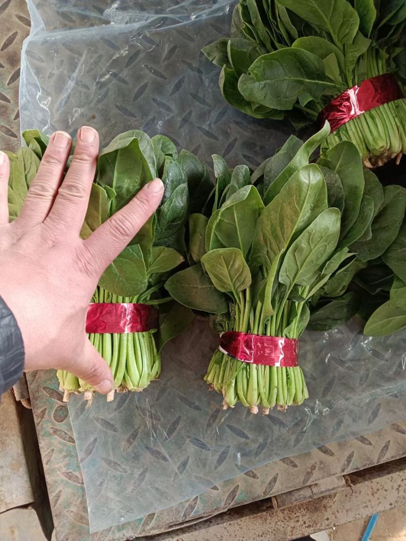 聊城精品菠菜大量上市中