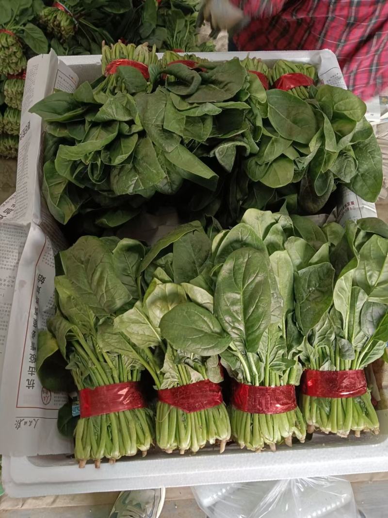 聊城精品菠菜大量上市中