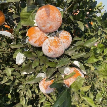 广西茂谷柑沃柑柑桔产地直发品质保证一手货源
