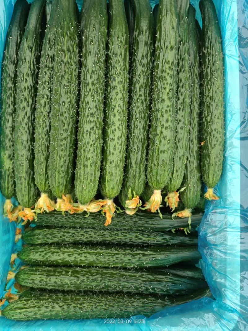 【在售】夏邑密刺黄瓜大量上市，质量好价格低，对接全国客商