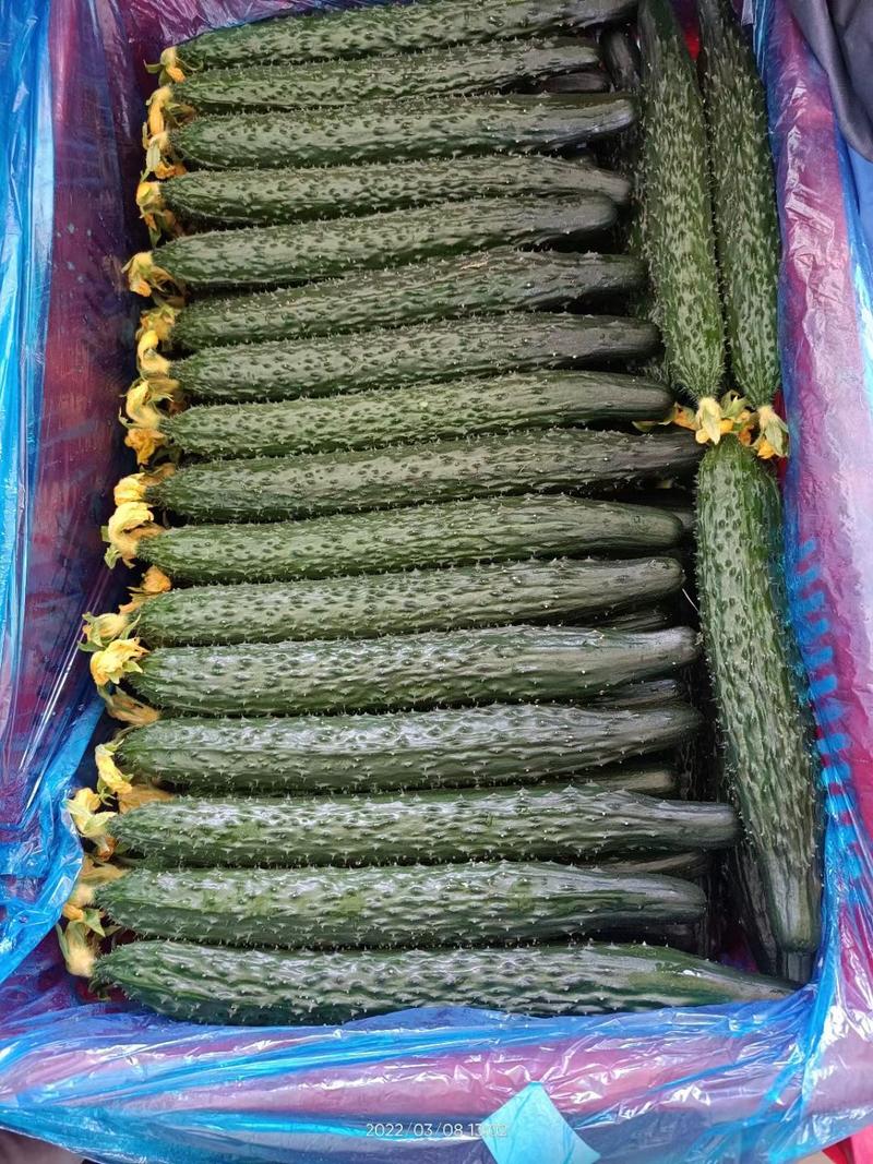 夏邑密刺黄瓜大量上市，产地直供，对接全国市场，欢迎咨询