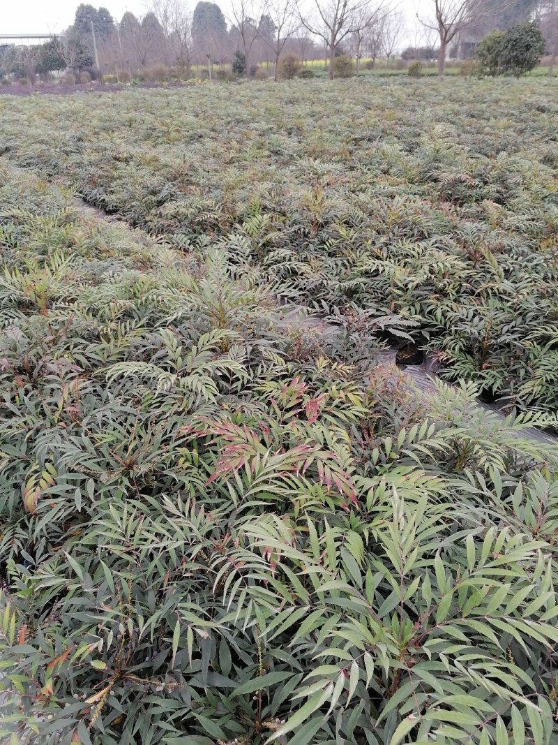 狭叶十大功劳批发基地，十大功劳小杯大杯出售