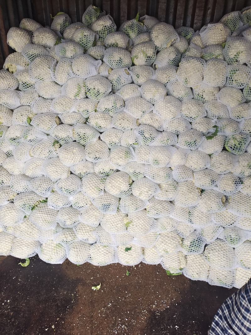 云南有机花质量好个头均匀面白小米粒散度好