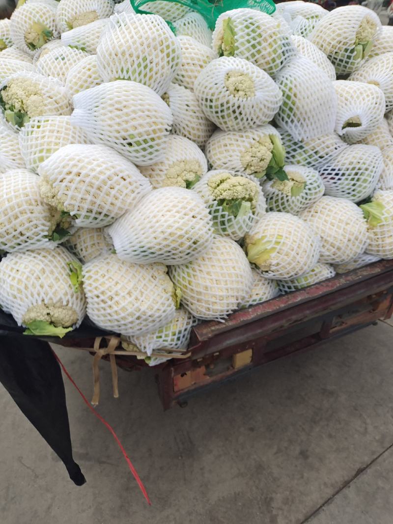 云南有机花质量好个头均匀面白小米粒散度好