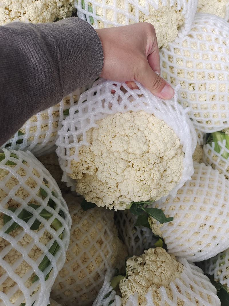 云南有机花质量好个头均匀面白小米粒散度好