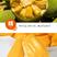 海南三亚黄肉菠萝蜜马来西亚三号假榴莲一整个菠萝蜜批发包邮