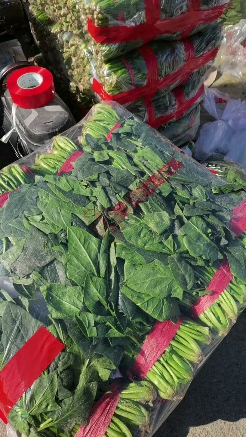 精品菠菜，无黄叶无虫眼，捆扎漂亮，株高二十到三十左右