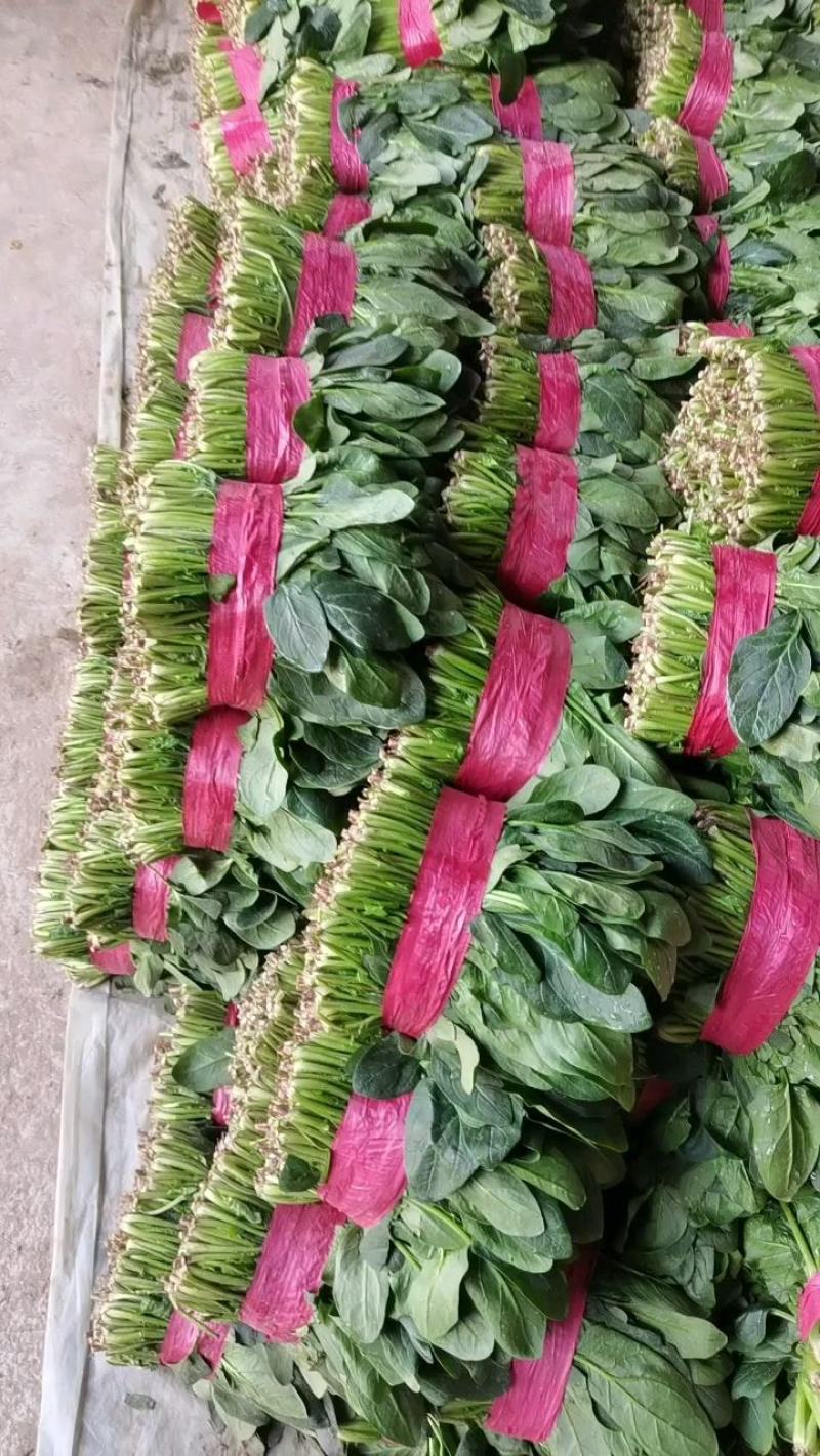 精品菠菜，无黄叶无虫眼，捆扎漂亮，株高二十到三十左右