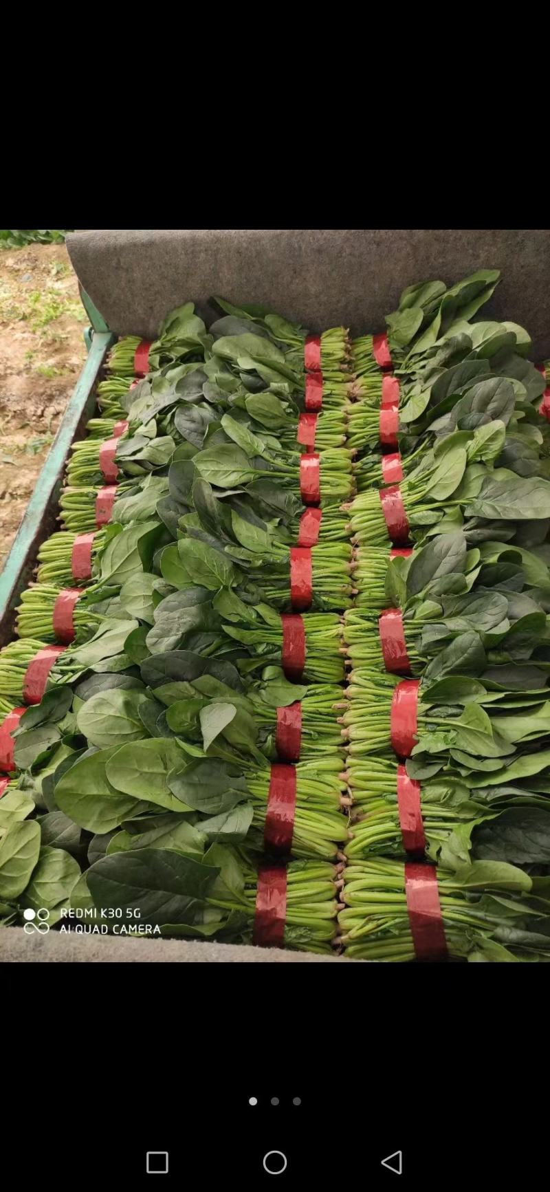 精品菠菜，无黄叶无虫眼，捆扎漂亮，株高二十到三十左右