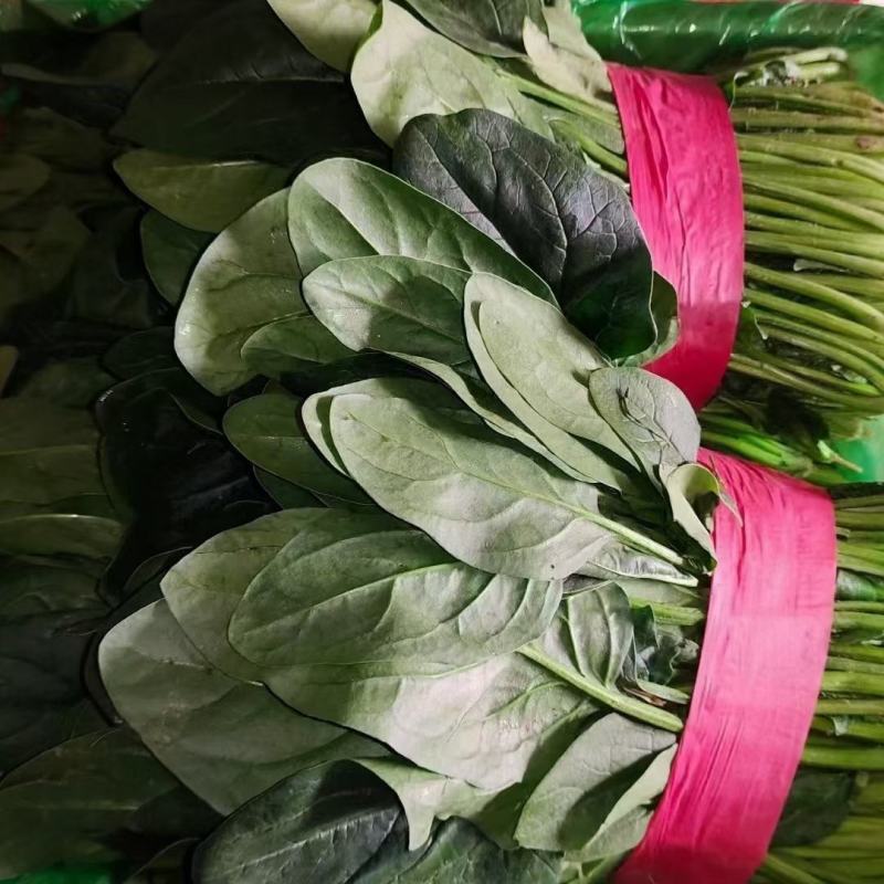 精品菠菜，无黄叶无虫眼，捆扎漂亮，株高二十到三十左右