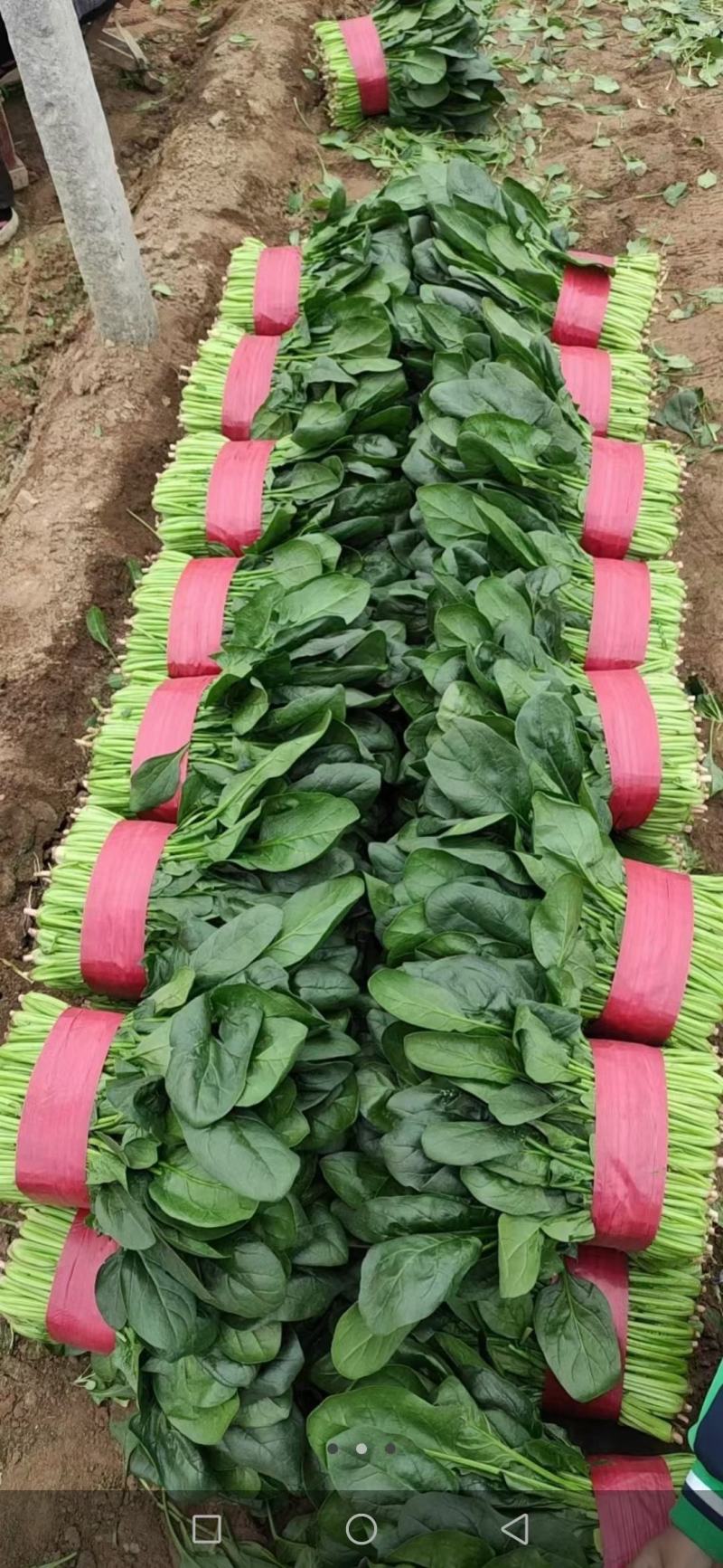 精品菠菜，无黄叶无虫眼，捆扎漂亮，株高二十到三十左右