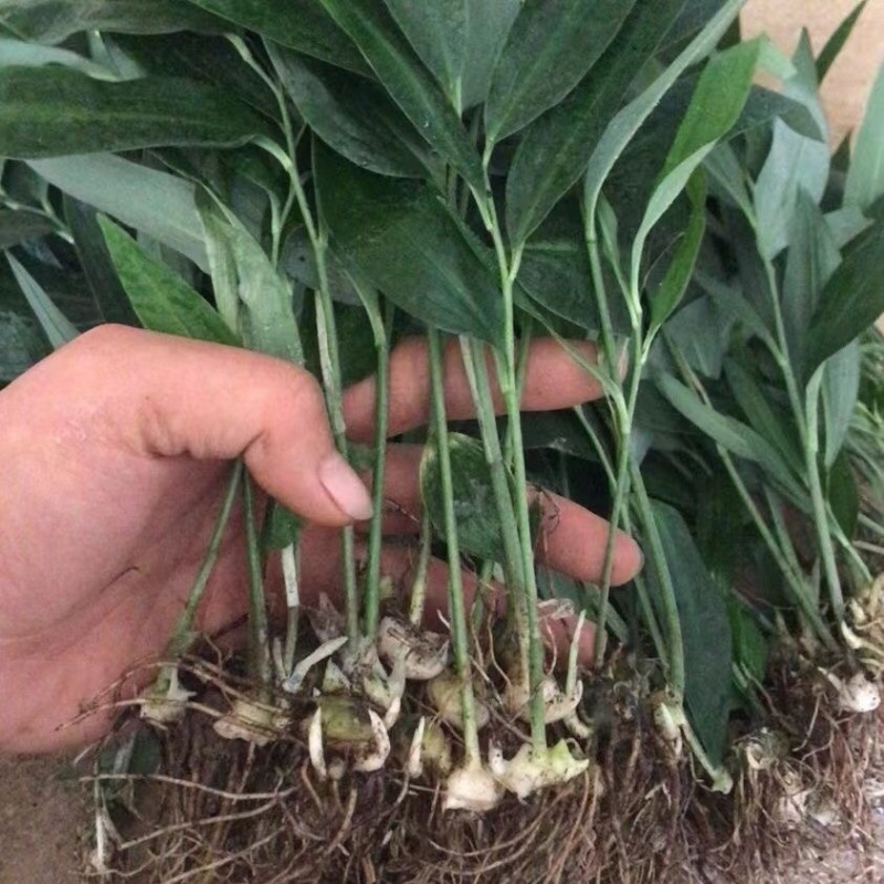 黄精黄精种苗老虎姜四川姜形多花不倒苗种苗鸡头黄精