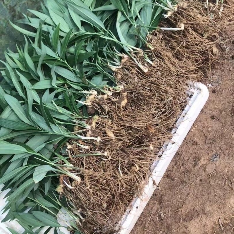 黄精黄精种苗老虎姜四川姜形多花不倒苗种苗鸡头黄精