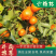 特级广西砂糖橘，纯甜无渣，口感爆甜，皮薄肉细