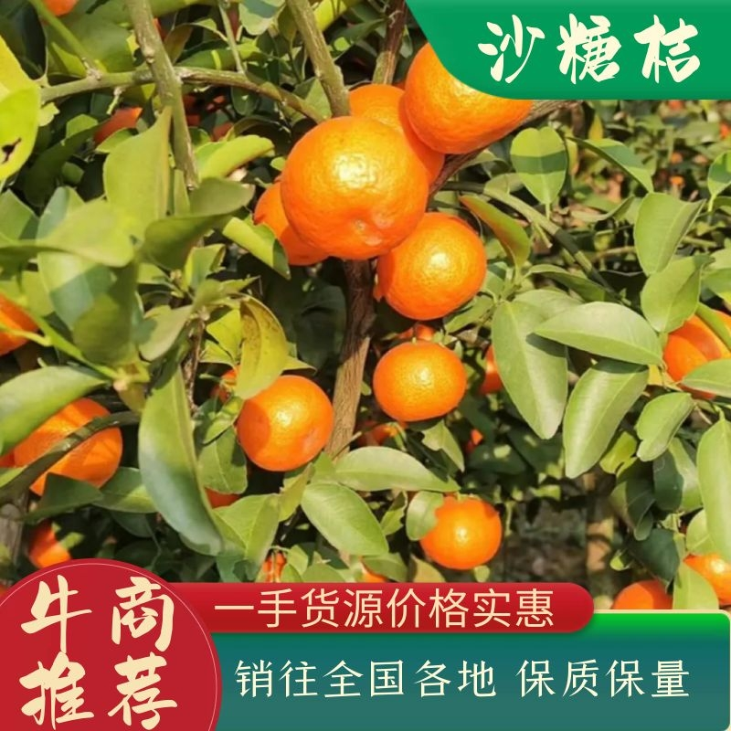 特级广西砂糖橘，纯甜无渣，口感爆甜，皮薄肉细