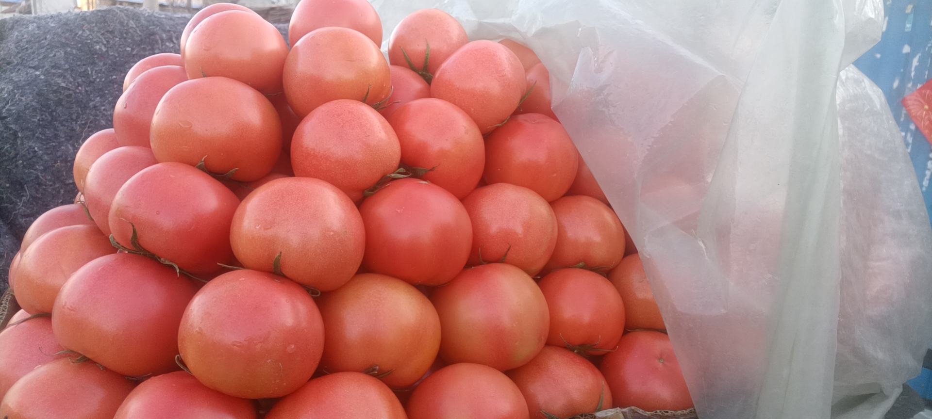 超市货架上摆放着多个塑料盒装的中等大小红色西红柿,标签显示“新鲜番茄 每盒24颗” 超市货架上摆放着多个塑料盒装的中等大小红色西红柿,标签显示“新鲜番茄 每盒24颗”