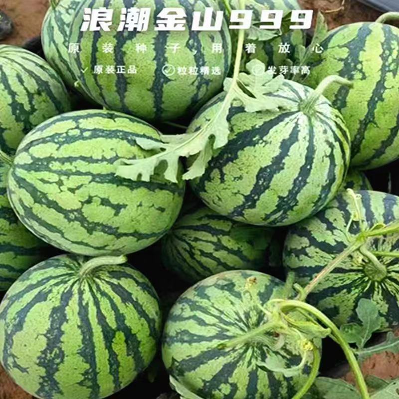 浪潮金山999美都西瓜种子抗病早熟大红瓤不裂果圆果大果