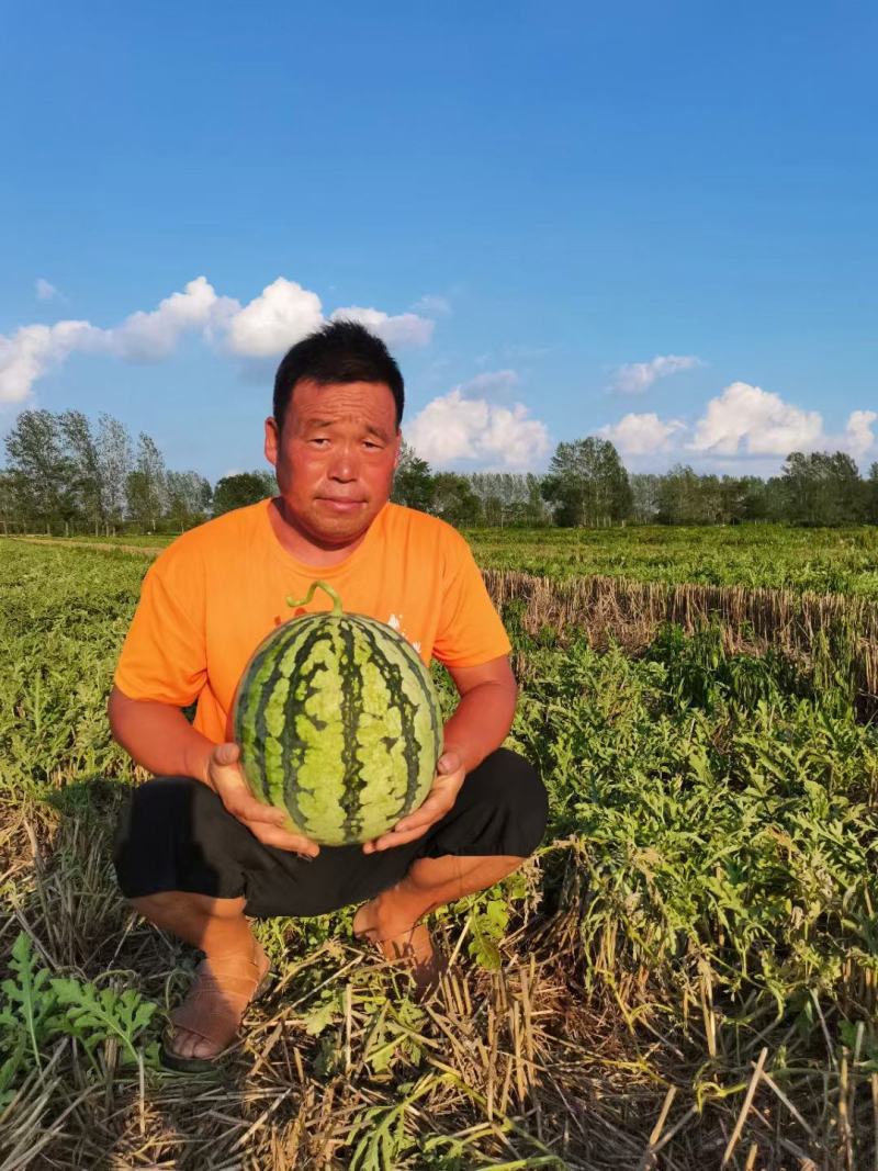 浪潮金山999美都西瓜种子抗病早熟大红瓤不裂果圆果大果