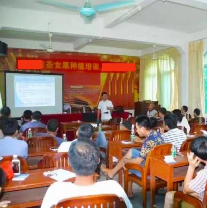 长期合作代办代收千禧圣女果苗场直供圣女果嫁接种苗广东产地