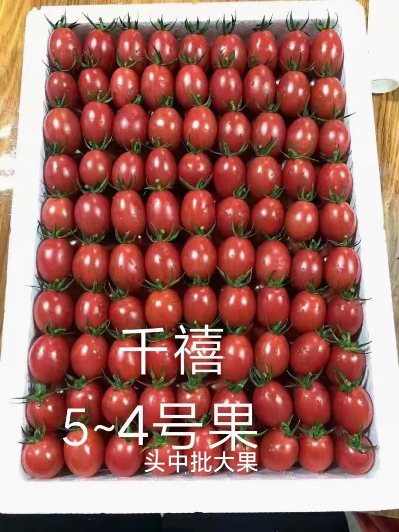 长期合作代办代收千禧圣女果苗场直供圣女果嫁接种苗广东产地
