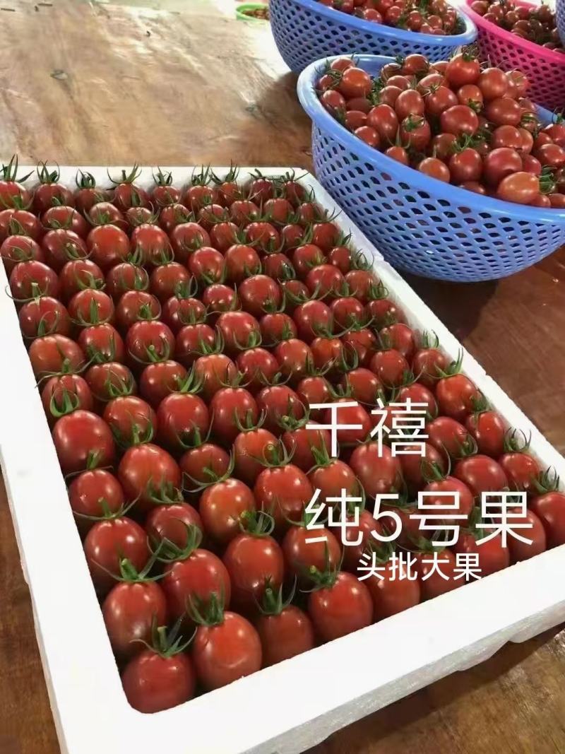 长期合作代办代收千禧圣女果苗场直供圣女果嫁接种苗广东产地