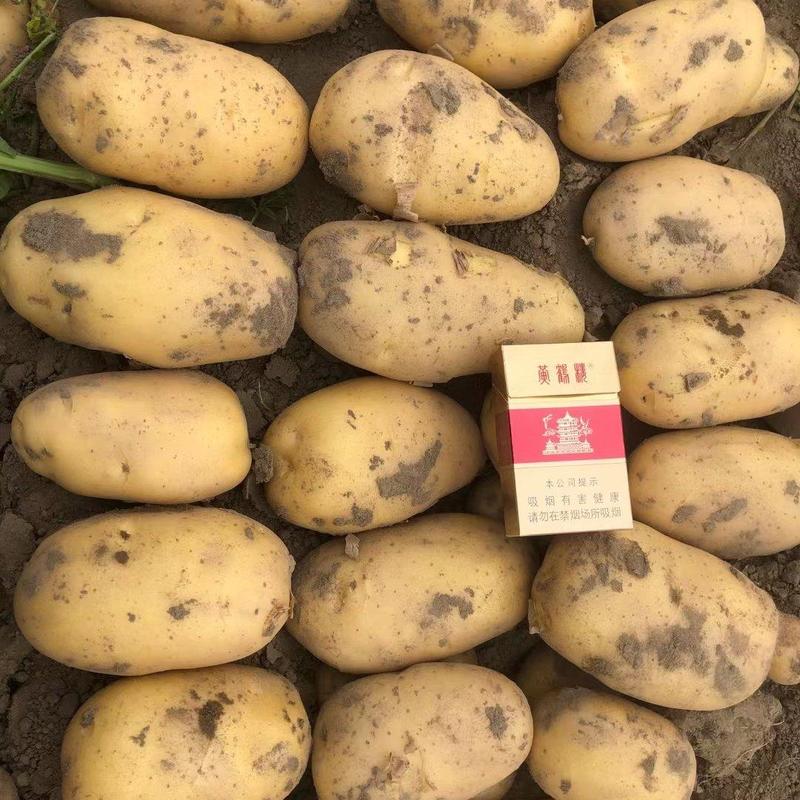湖北土豆黄心土豆，品种齐全，视频看货，欢迎来电