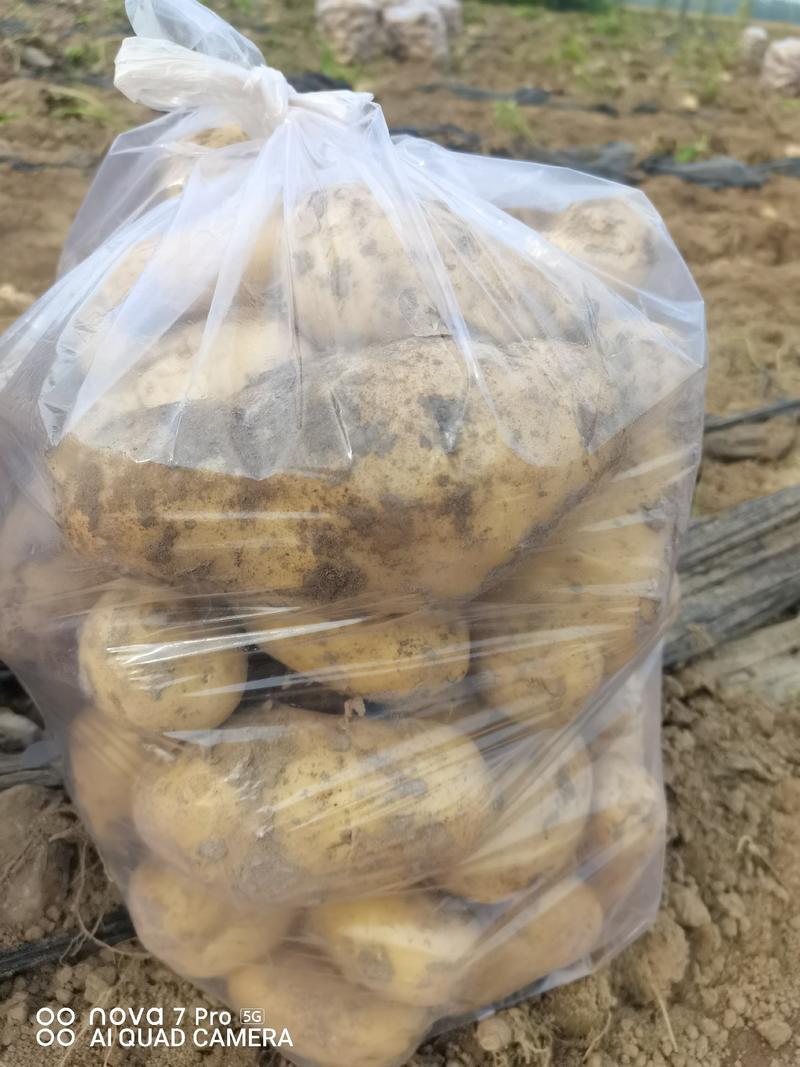 湖北土豆黄心土豆，品种齐全，视频看货，欢迎来电